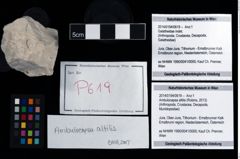 Foto (Objekt + Etikett) von Ambulocapsa altilis (Robins, 2013)  (NHMW-GEO-2014-0194-0619)